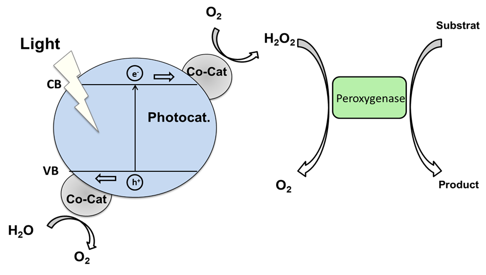 photoenzymatic catalysis photoenzymatic catalysis
